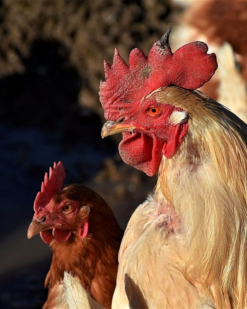 Nuestras aves